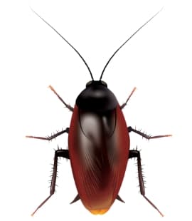 Learn More About Smoky Brown Cockroaches In Nashville smoky brown roach vertical