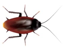 Learn More About The Smoky Brown Cockroach In Middle TN smoky brown roach horizontal