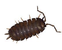 sow bug illustration