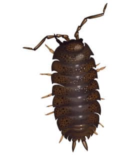 detailed illustration of sow bug