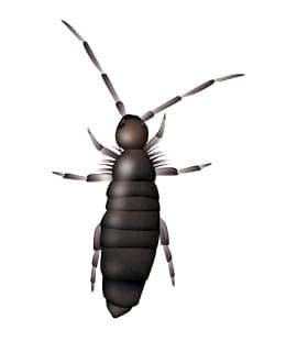 Springtails Are Extremely Small Arthropods springtail in nashville tn