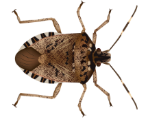 stink bug illustration