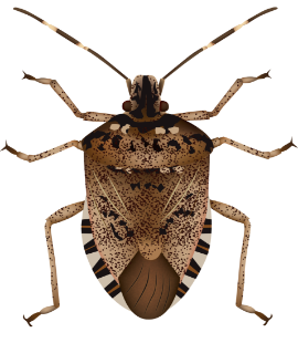 Stink Bugs Our Common Throughout Tennessee stink bug in middle tennessee