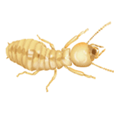 termite found in nashville tn