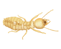 illustration of a termite