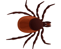 illustration of a tick