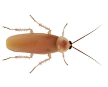 Learn More About Pest Control for Turkestan Roaches In Nashville turkestan cockroach