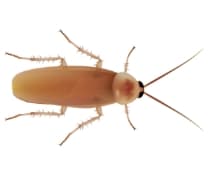 turkestan cockroach