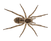 wolf spider illustration