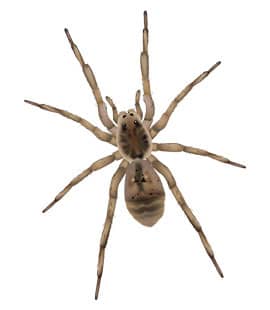 Wolf Spiders Populations Continue To Rise Throughout Middle Tenneessee wolf spiders in franklin tennessee