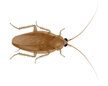 Learn More About Pest Control For Wood Cockroaches wood cockroach
