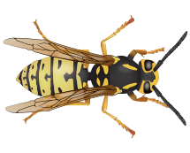 yellow jacket illustration