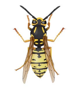 Yellow Jackets Populations Continue To Rise Throughout Middle Tenneessee yellow jackets in franklin tennessee