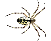 zipper spider illustration