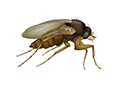 phorid fly