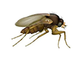 phoid fly illustration