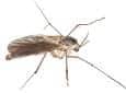 phorid fly