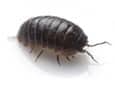 pill bug