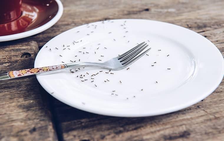 Learn More About Professional Ant Control In Tennessee ants in the kitchen of an east tennessee home