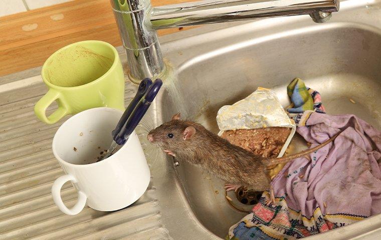 a rat in a sink