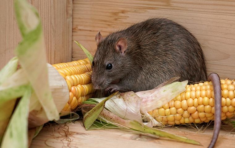 rat near corn