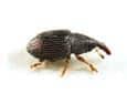 rice weevil