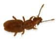 sawtooth grain beetle