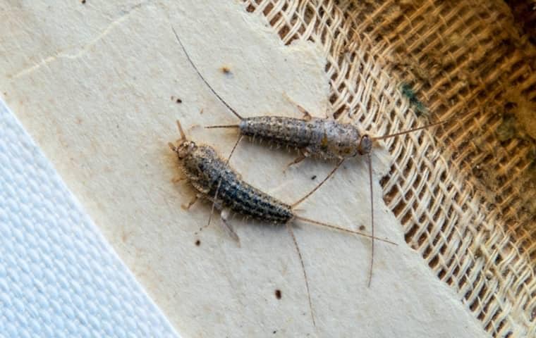 Learn More About Silverfish & How To Prevent Them silverfish on fabric in a nashville home