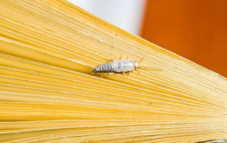 silverfish eating pages in a book