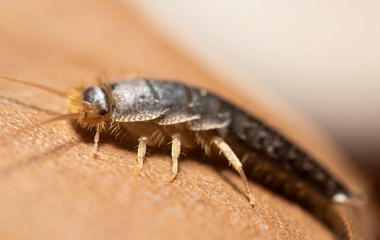 a silverfish on a book