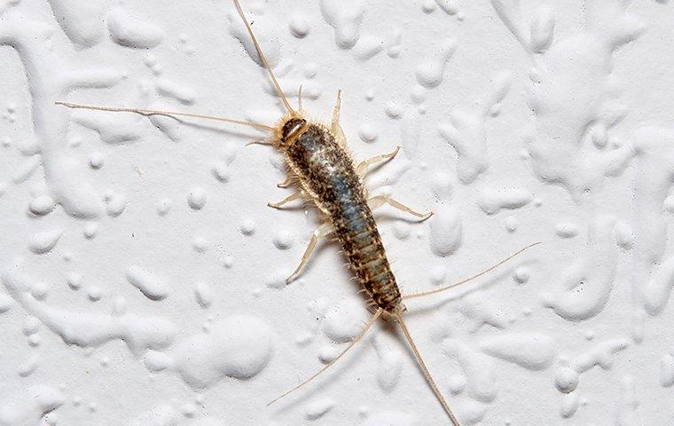 silverfish on wall