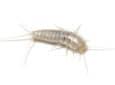 silverfish