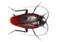 smoky brown cockroach
