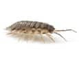 sow bug