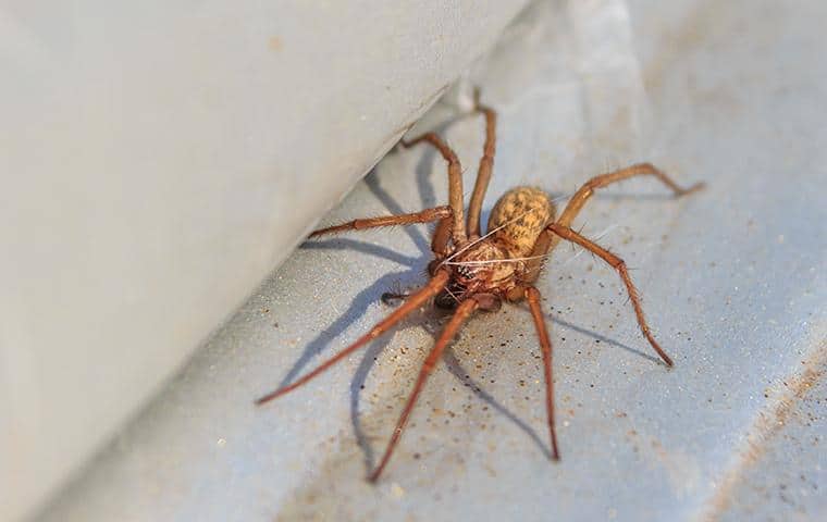 Spider Articles spider on middle tennessee home