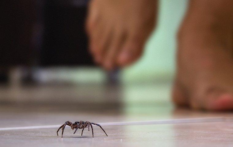 Learn About The Dangers That Brown Recluse Spiders Present & How To Prevent Them a spider that has found its way into the walls of a tennessee home