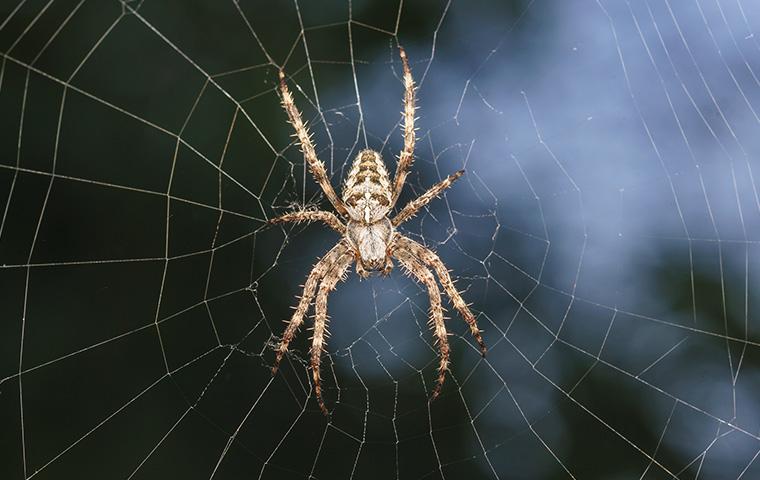 spider in web