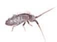 springtail