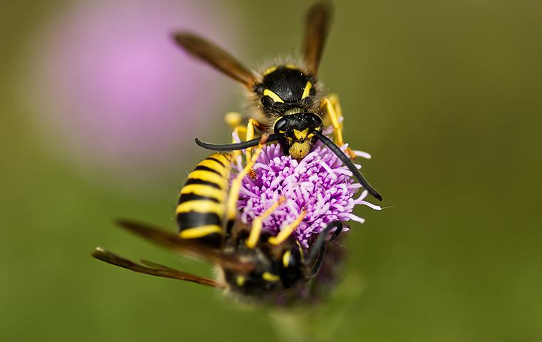 a stinging insect on clover