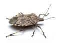 stink bug