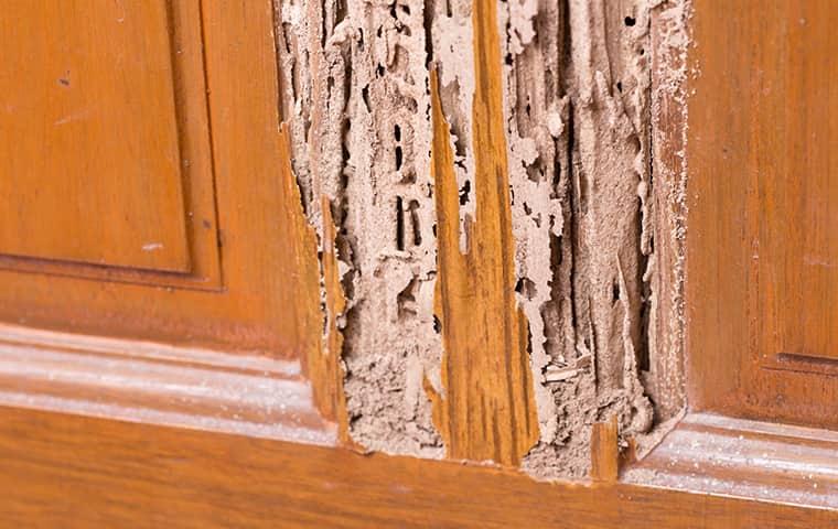 a wooden door with termite damage