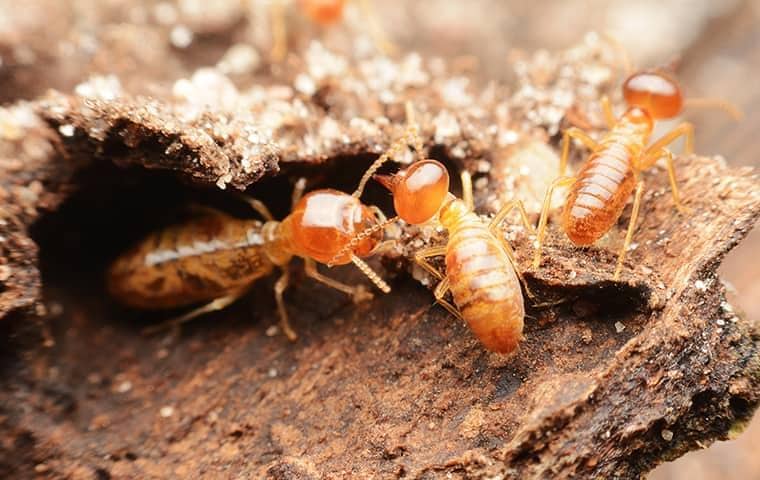 termites destroying a tennessee home