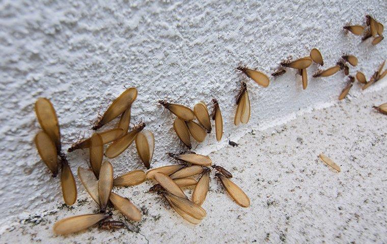 termit swarmers in basement