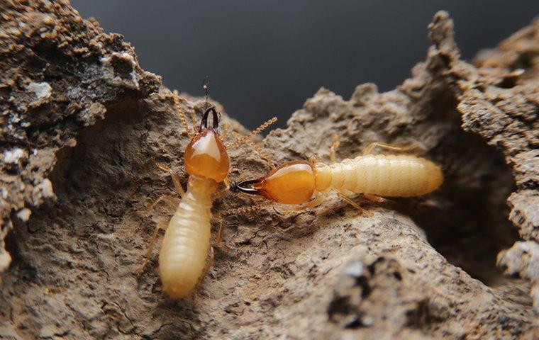 termites tunneling