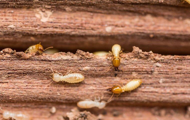 termite infestation