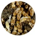 termite damage