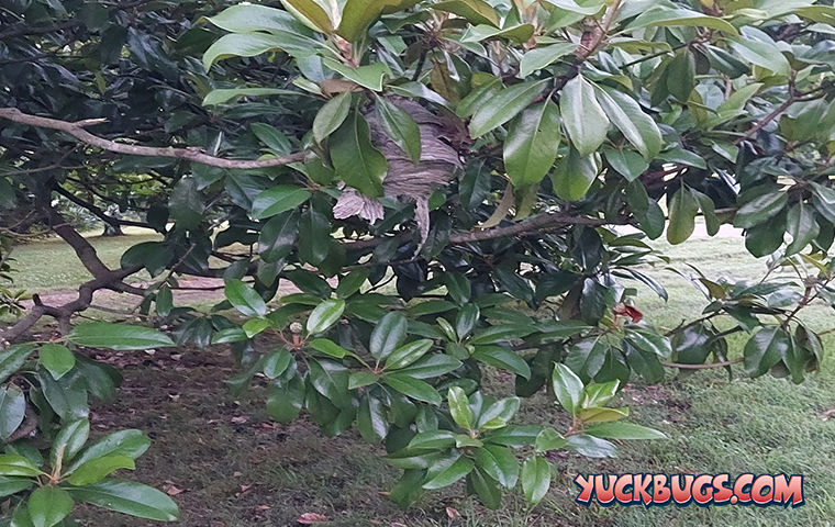 wasp nest in tree