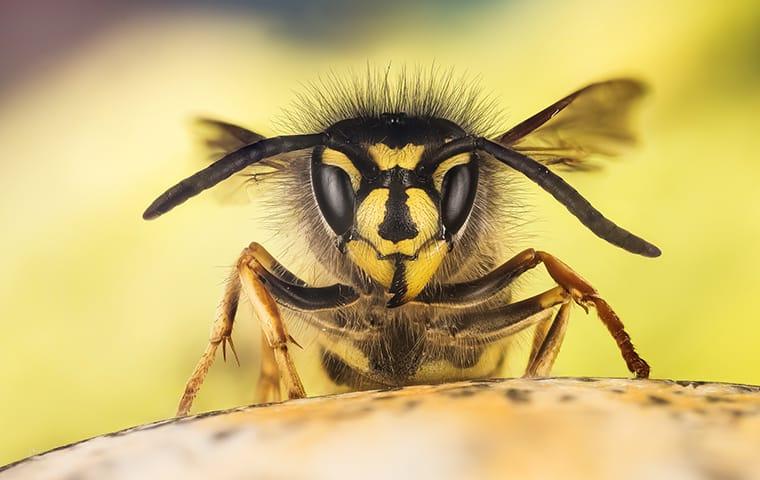 wasps up close