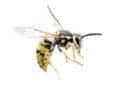 wasp