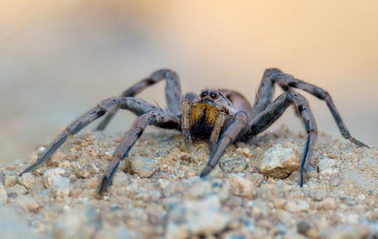 wolf spider on a rock